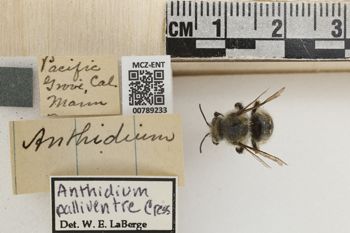 Media type: image;   Entomology 789233 Aspect: Labels